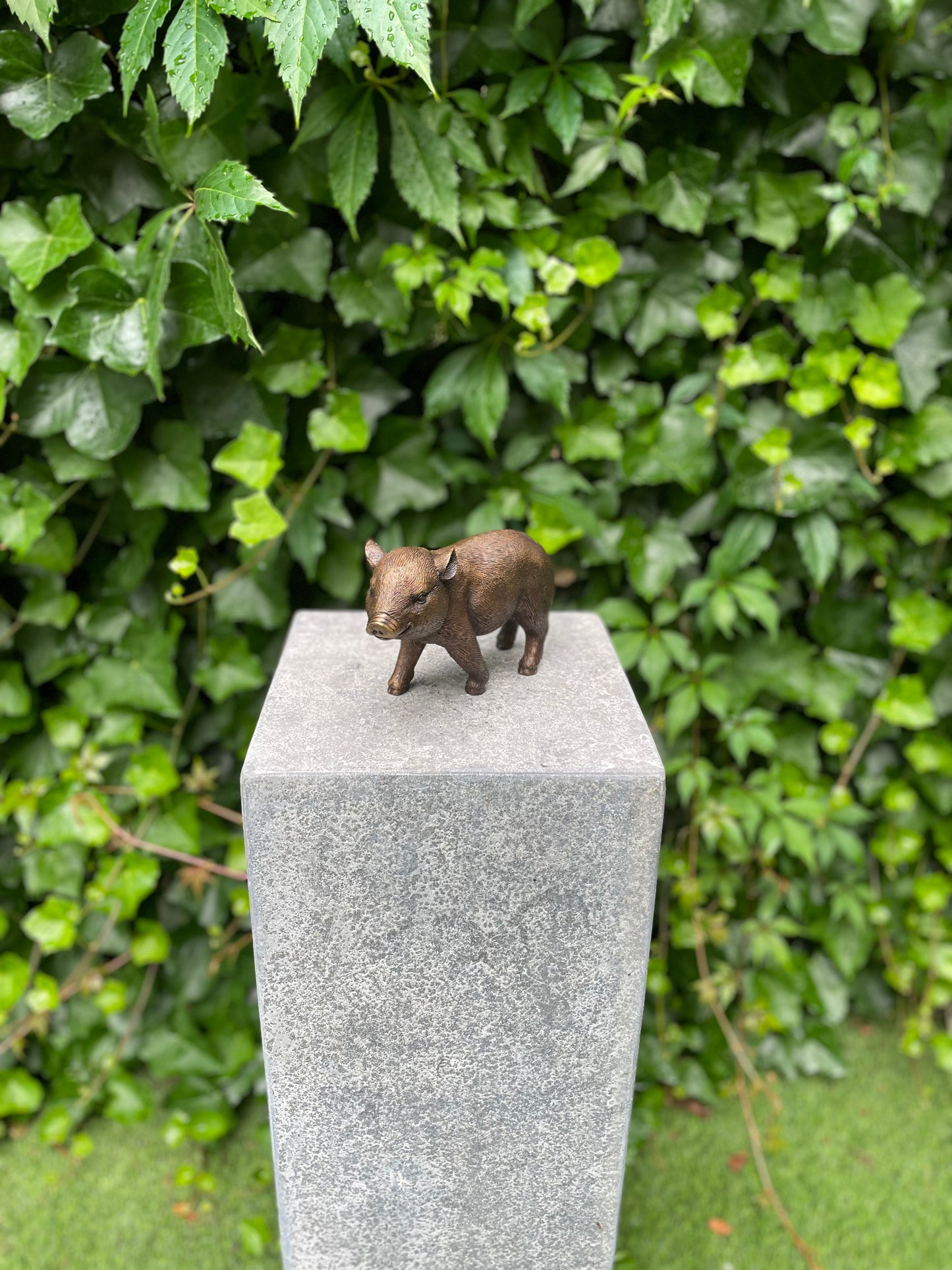 Young Boar – Bronze Sculpture. 18x16x12cm - 1Kg