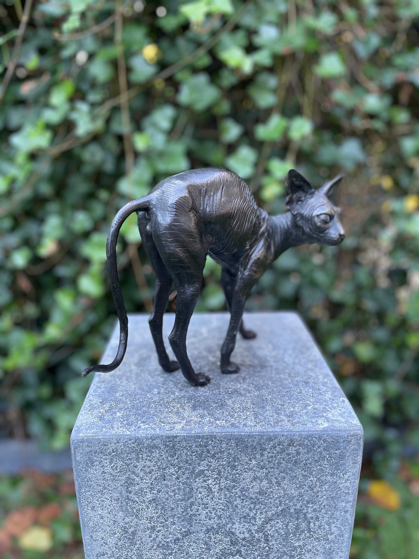 Sphynx Cat – Bronze Sculpture. 22x11x29cm - 1Kg