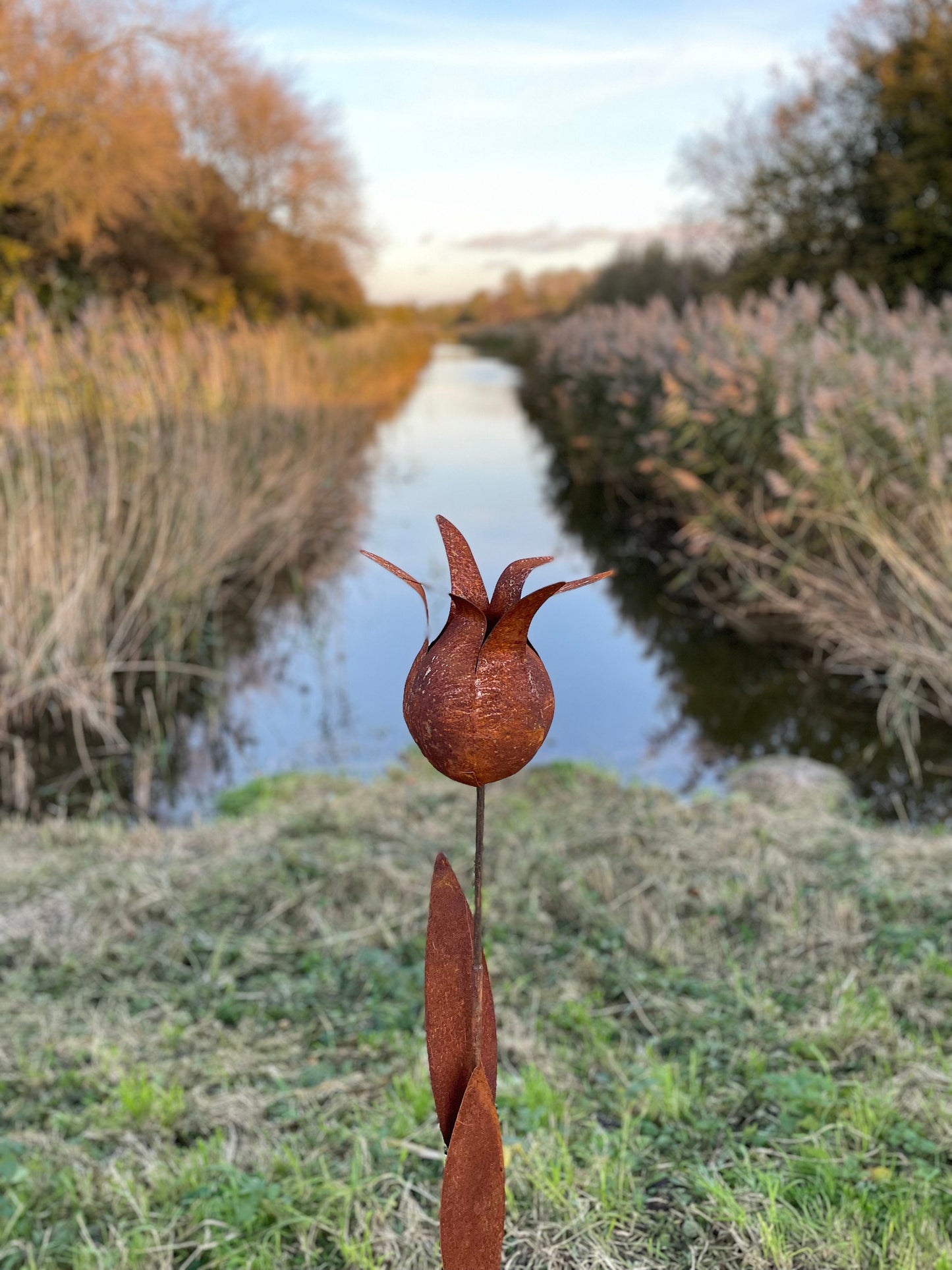 Tulip Silhouette – Iron Sculpture. 55x1x160cm