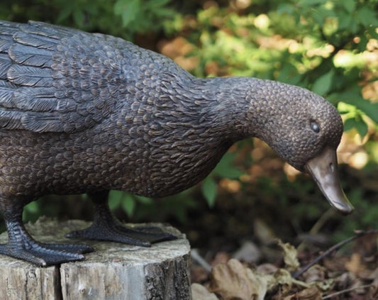 Curious Duck – Bronze Sculpture. 57x22x30cm - 1.4Kg