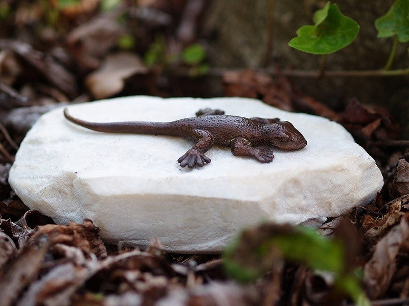 Resting Lizard – Bronze Sculpture. 17x10x6cm