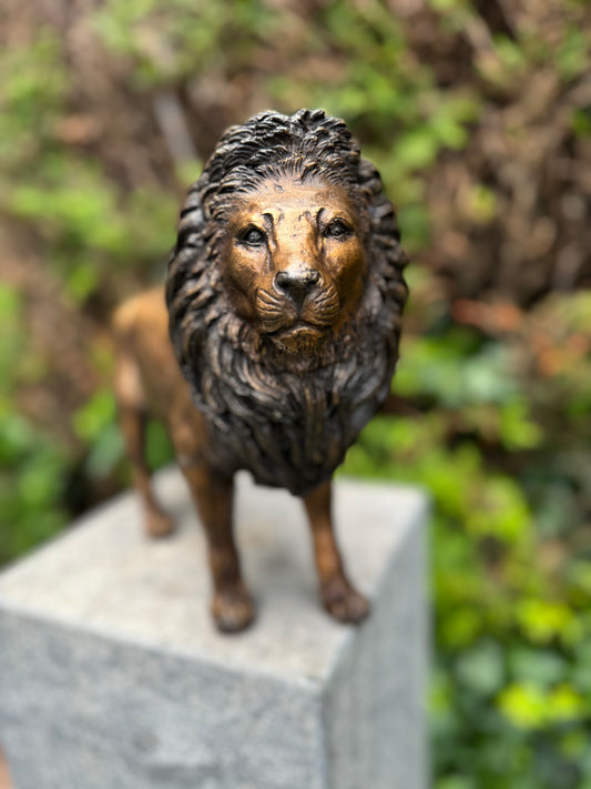Majestic Lion – Bronze Sculpture. 42x12x26cm - 3.4Kg