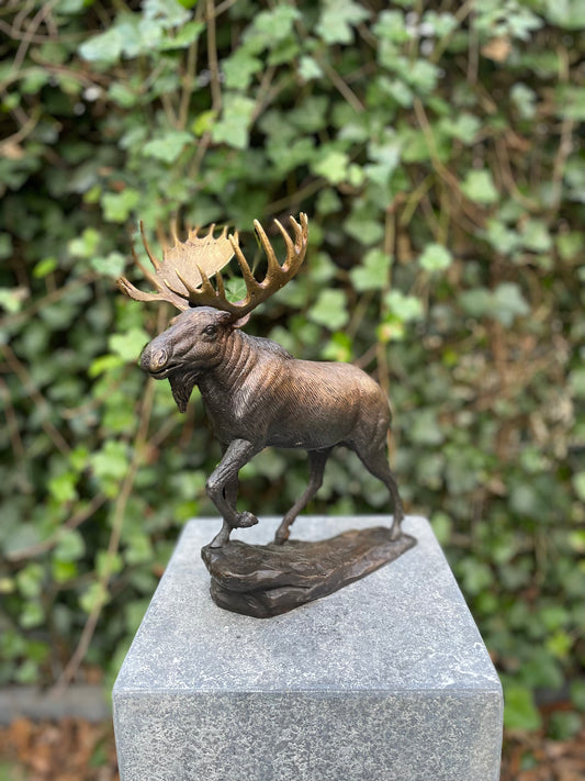 Noble Moose – Bronze Sculpture. 26x15x30cm - 1.5Kg
